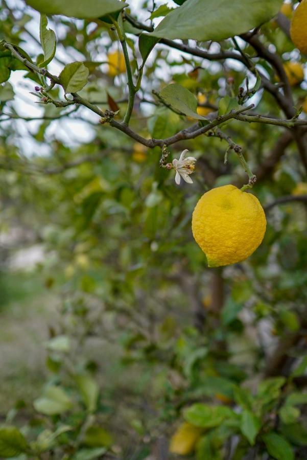 Grape Datca 호텔 Kızlanköy 외부 사진