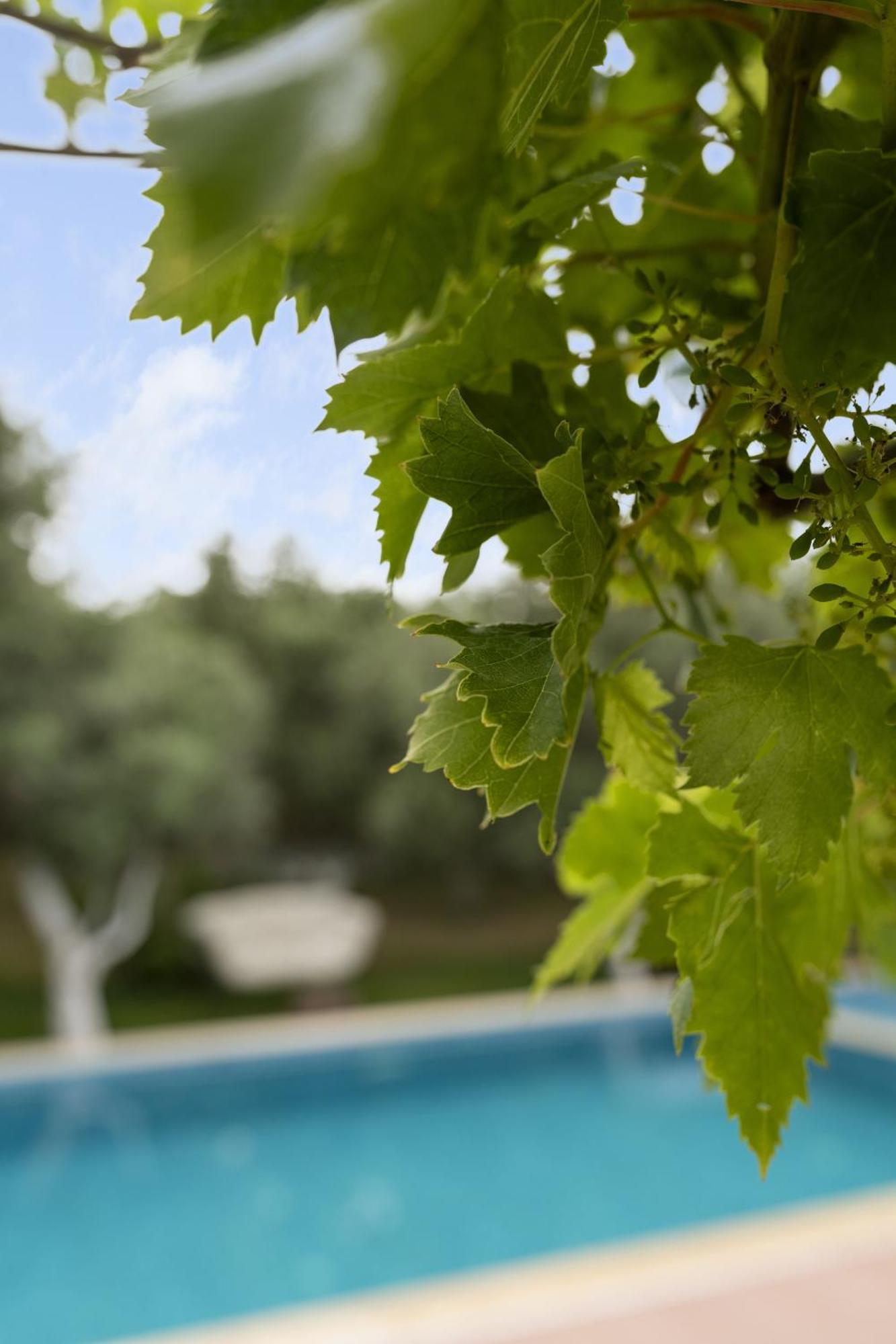 Grape Datca 호텔 Kızlanköy 외부 사진